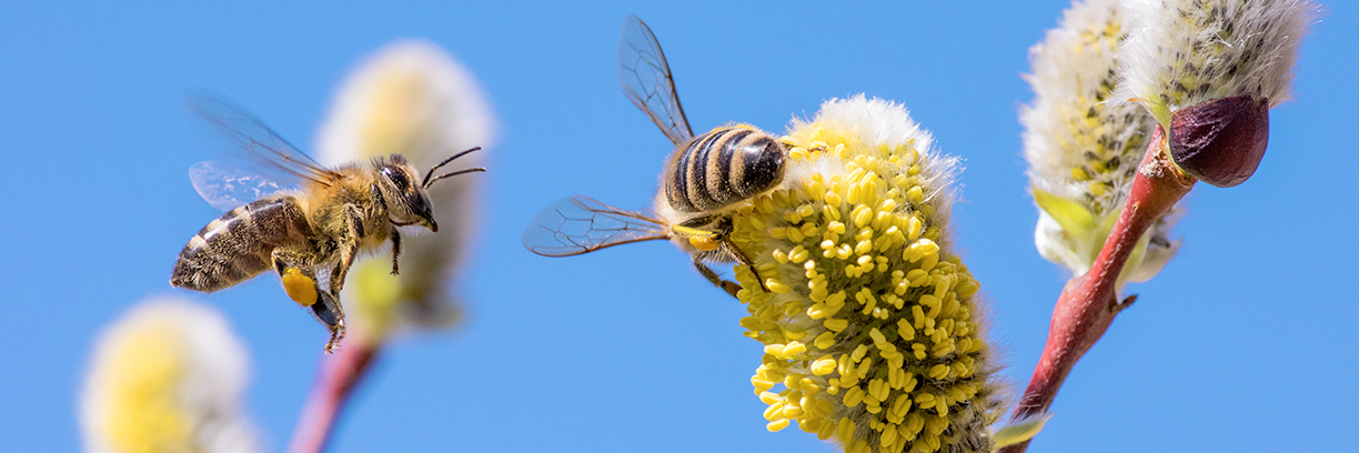 Eine reiche Ernte von Weidenpollen bildet den Grundstein der Bienengesundheit bis in den Sommer hinein.