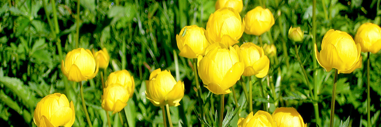 Frühling